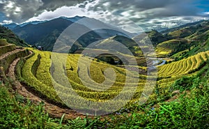 Beautiful Rice Terraces, South East Asia