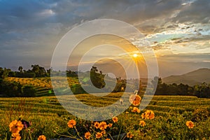 Beautiful rice terraces during sunset