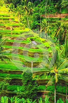 Beautiful rice terraces, Ubud, Bali