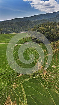 beautiful ricefield in Ciremai Mount, West Java photo