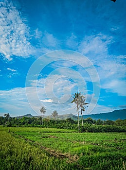 Beautiful ricefield, trees and hills in Indonesian