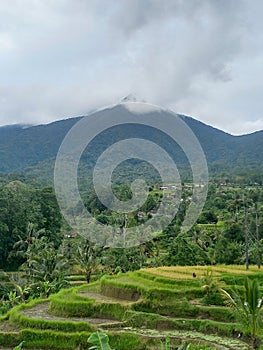 Beautiful ricefields and mountain