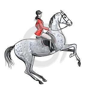 Beautiful rider and dapple grey horse on white. Horseman girl in red jacket on rearing up stallion.