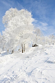 Beautiful rime of the north of China