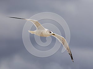 Beautiful Ring-billed Gull flying over Lake Okeechobee