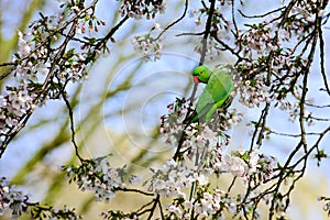 Beautiful ring-necked parakeet sits on a cherry blossom branch