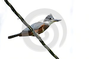 Ringed Kingfisher Megaceryle torquata photo