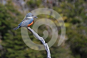 Beautiful Ringed Kingfisher, megaceryle torquata, on a tree branch, Tierra Del Fuego, Patagonia, Argentina