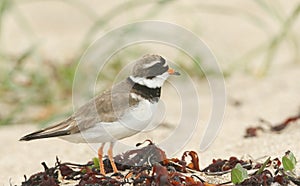 A beautiful Ringed Plover Charadrius hiaticula hunting for food on a beach in Orkney, Scotland.