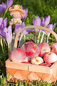 Beautiful ripe apples