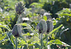 Beautiful Ripe Artichoke Cynara cardunculus  in a field of Artichokes