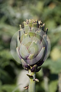 Beautiful Ripe Artichoke Cynara cardunculus  in a field of Artichokes