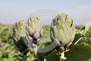 Beautiful Ripe Artichoke Cynara cardunculus  in a field of Artichokes