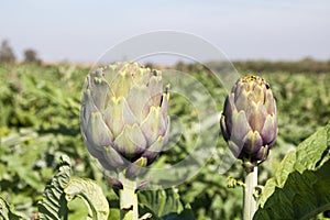 Beautiful Ripe Artichoke Cynara cardunculus  in a field of Artichokes