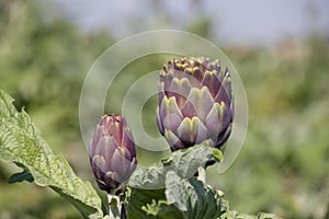 Beautiful Ripe Artichoke Cynara cardunculus  in a field of Artichokes