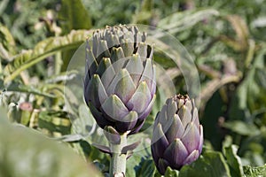 Beautiful Ripe Artichoke Cynara cardunculus  in a field of Artichokes