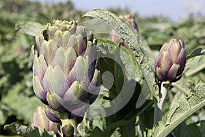 Beautiful Ripe Artichoke Cynara cardunculus  in a field of Artichokes