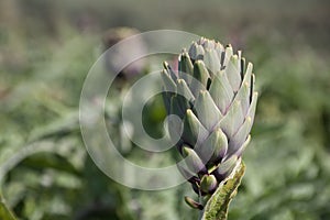 Beautiful Ripe Artichoke Cynara cardunculus  in a field of Artichokes