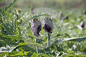 Beautiful Ripe Artichoke Cynara cardunculus  in a field of Artichokes