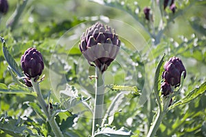 Beautiful Ripe Artichoke Cynara cardunculus  in a field of Artichokes