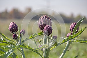 Beautiful Ripe Artichoke Cynara cardunculus  in a field of Artichokes