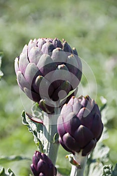 Beautiful Ripe Artichoke Cynara cardunculus  in a field of Artichokes