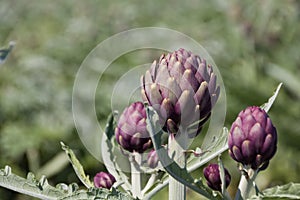 Beautiful Ripe Artichoke Cynara cardunculus  in a field of Artichokes