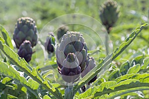 Beautiful Ripe Artichoke Cynara cardunculus  in a field of Artichokes