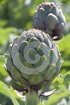 Beautiful Ripe Artichoke Cynara cardunculus  in a field of Artichokes