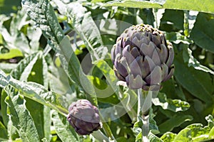 Beautiful Ripe Artichoke Cynara cardunculus  in a field of Artichokes