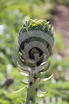 Beautiful Ripe Artichoke Cynara cardunculus  in a field of Artichokes