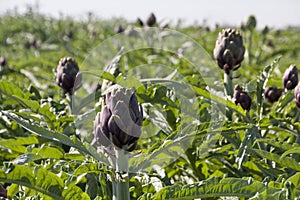 Beautiful Ripe Artichoke Cynara cardunculus  in a field of Artichokes.