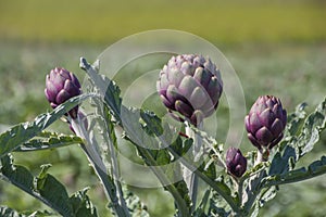 Beautiful Ripe Artichoke Cynara cardunculus  in a field of Artichokes.