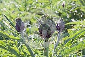 Beautiful Ripe Artichoke Cynara cardunculus  in a field of Artichokes.