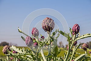 Beautiful Ripe Artichoke Cynara cardunculus  in a field of Artichokes.