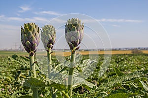 Beautiful Ripe Artichoke Cynara cardunculus in a field of Artichokes. Spring time at the Mediterranean.