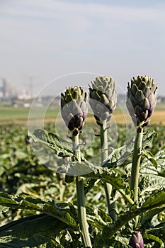 Beautiful Ripe Artichoke Cynara cardunculus in a field of Artichokes. Spring time at the Mediterranean.