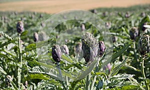 Beautiful Ripe Artichoke Cynara cardunculus in a field of Artichokes. Spring time at the Mediterranean.