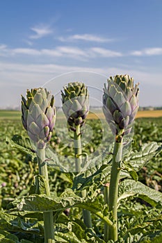 Beautiful Ripe Artichoke Cynara cardunculus in a field of Artichokes. Spring time at the Mediterranean.