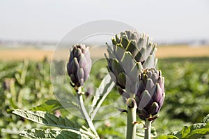 Beautiful Ripe Artichoke Cynara cardunculus in a field of Artichokes. Spring time at the Mediterranean.