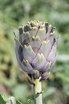 Beautiful Ripe Artichoke Cynara cardunculus in a field of Artichokes. Spring time at the Mediterranean.