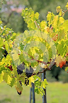 Beautiful ripe black grapes in sunny vineyard