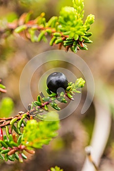 Beautiful ripe crowberries in a summer forest after the rain. photo