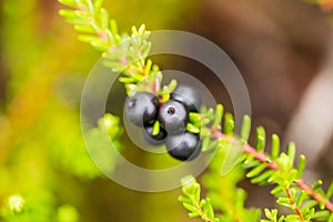 Beautiful ripe crowberries in a summer forest after the rain. photo