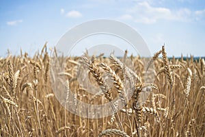 Beautiful ripe earns of wheat in the agricultural field on sunny day. photo