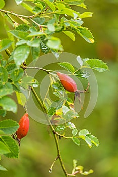 Beautiful ripe fruits of sweet-briar rose in a bush. Colorful autumn close up