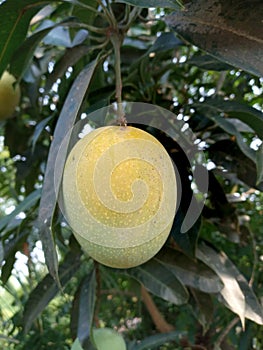 Beautiful Ripe Mango on Tree.