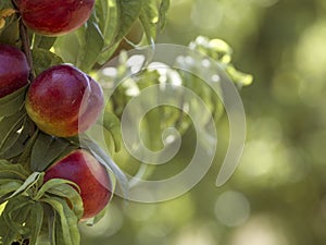 Beautiful ripe natural nectarines ready for harvest