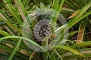 A beautiful ripe pineapple growing on the plant field