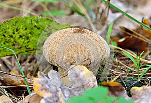 Beautiful ripe puffball mushroom